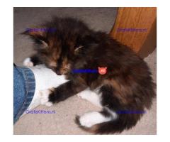Cattery Kittens te koop €150 Whatsapp-nummer:+32 460224753