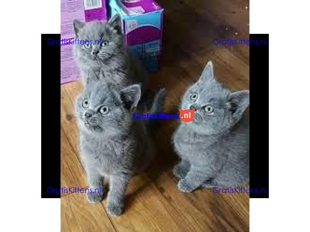 Cattery Kittens te koop €150 Whatsapp-nummer:+32 460224753