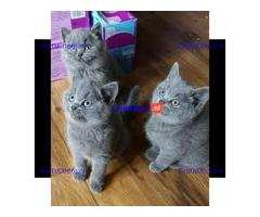 Cattery Kittens te koop €150 Whatsapp-nummer:+32 460224753