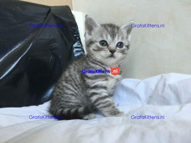 Cattery Kittens te koop €150 Whatsapp-nummer:+32 460224753