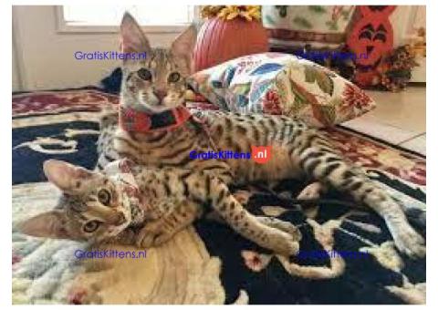 Cattery Kittens te koop €150 Whatsapp-nummer:+32 460224753