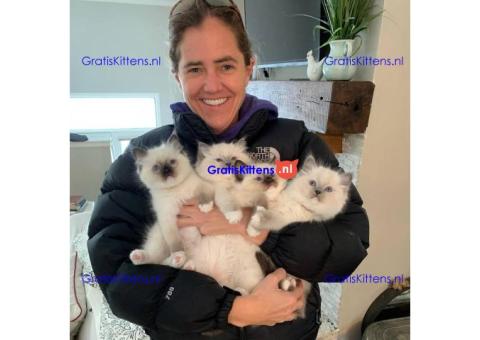 Cattery Kittens te koop €150 Whatsapp-nummer:+32 460224753