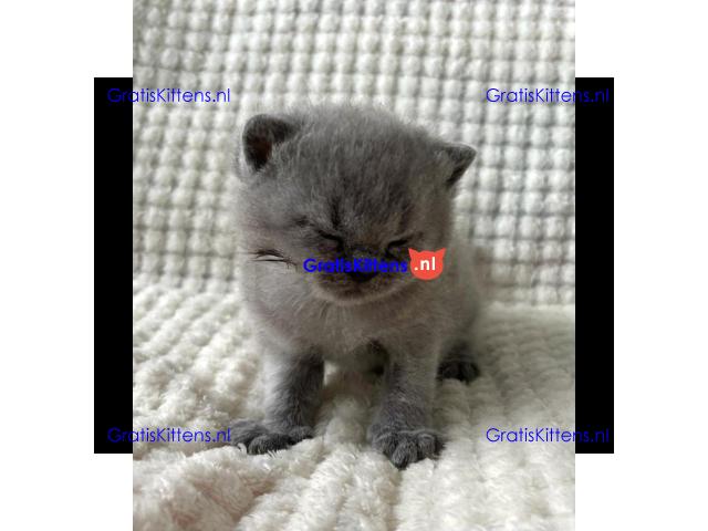 Britse Korthaar/Scottish Fold Blauw en Lilac kitten €100 Whatsapp-nummer: +32 460224753