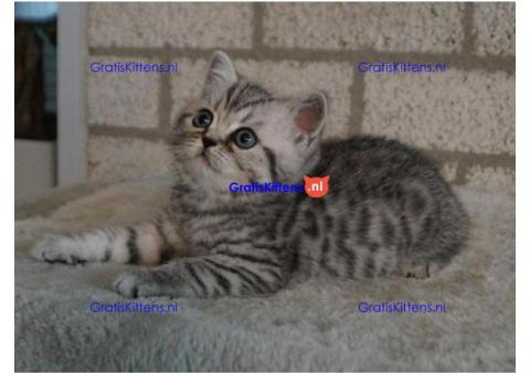 Britse Korthaar/Scottish Fold Blauw en Lilac kitten €100 Whatsapp-nummer: +32 460224753