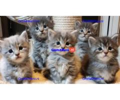 Maine Coon-kittens ter adoptie