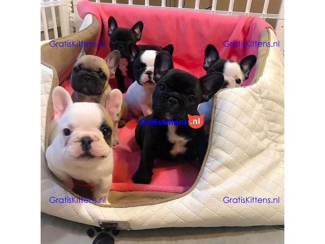 liefhebbende Franse Bulldog-puppy's beschikbaar en klaar