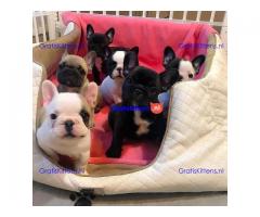 liefhebbende Franse Bulldog-puppy's beschikbaar en klaar