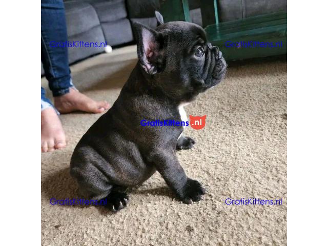 We hebben een reu en een teef Franse Bulldog.