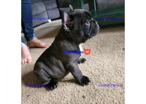 We hebben een reu en een teef Franse Bulldog.