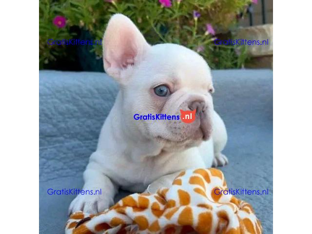 We hebben een reu en een teef Franse Bulldog.