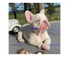 We hebben een reu en een teef Franse Bulldog.