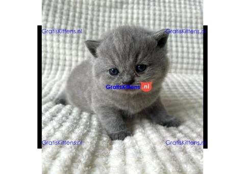 Britse Korthaar/Scottish Fold Blauw en Lilac kitten €100 Whatsapp-nummer: +32 460224753