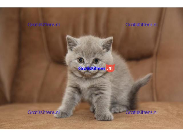 Britse Korthaar/Scottish Fold Blauw en Lilac kitten €100 Whatsapp-nummer: +32 460224753
