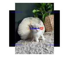 Britse Korthaar/Scottish Fold Blauw en Lilac kitten €100 Whatsapp-nummer: +32 460224753