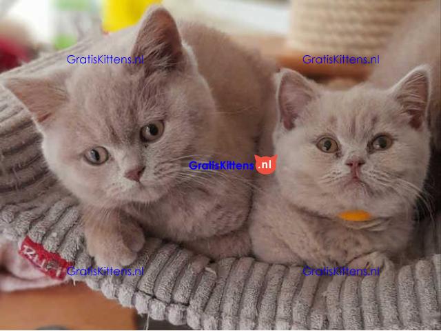 Britse Korthaar/Scottish Fold Blauw en Lilac kitten €100 Whatsapp-nummer: +32 460224753