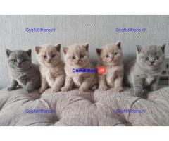 Britse Korthaar/Scottish Fold Blauw en Lilac kitten €100 Whatsapp-nummer: +32 460224753