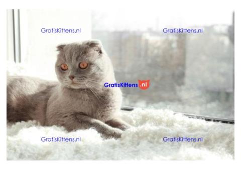 Cattery Kittens te koop €100 Whatsapp-nummer:+32 460224753