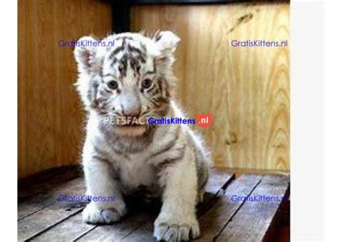 Cattery Kittens te koop €100 Whatsapp-nummer:+32 460224753