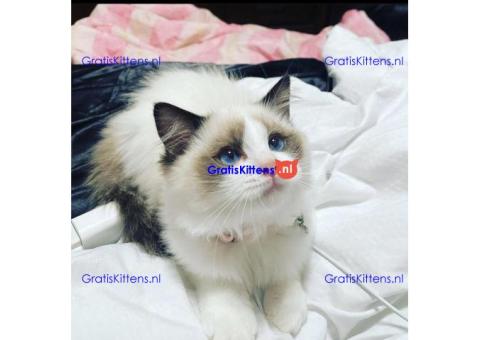 Cattery Kittens te koop €150 Whatsapp-nummer:+32 460224753