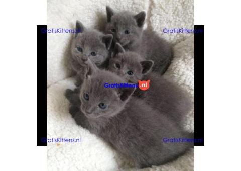 Cattery Kittens te koop €150 Whatsapp-nummer:+32 460224753