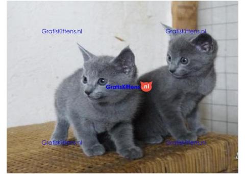 Mooie Russische blauwe kittens