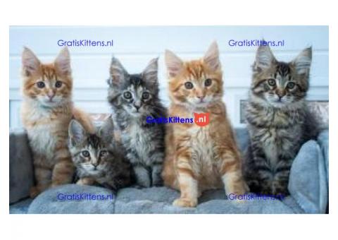schattige mannelijke en vrouwelijke maine coon-kittens ter adoptie
