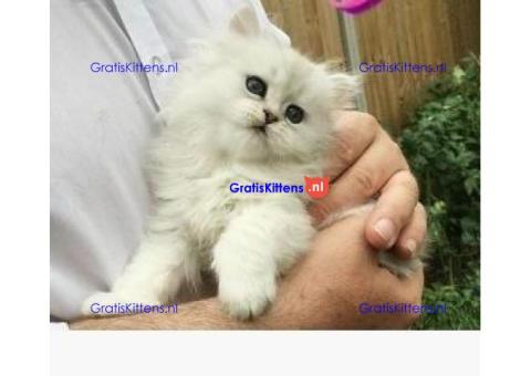 Cattery Kittens te koop €150 Whatsapp-nummer:+32 460224753