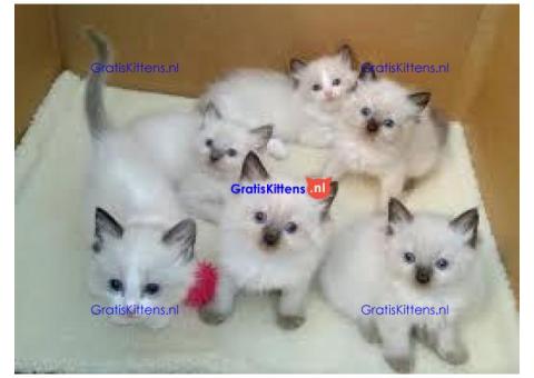 Ragdoll-kittens voor adoptie