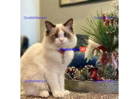 Cattery Kittens te koop €150 Whatsapp-nummer:+32 460224753