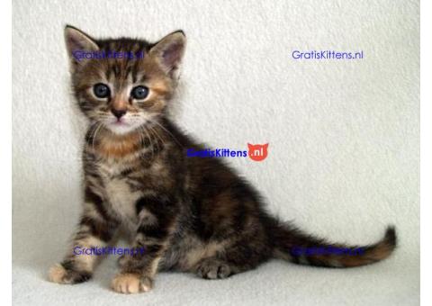 Cattery Kittens te koop €150 Whatsapp-nummer:+32 460224753