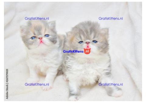 Cattery Kittens te koop €150 Whatsapp-nummer:+32 460224753