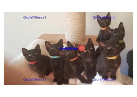 Cattery Kittens te koop €150 Whatsapp-nummer:+32 460224753