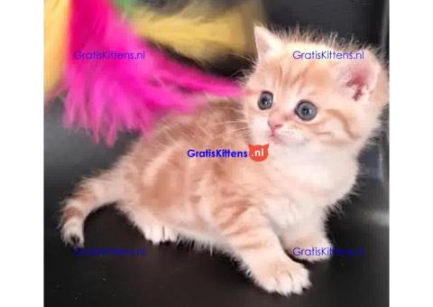 Cattery Kittens te koop €150 Whatsapp-nummer:+32 460224753