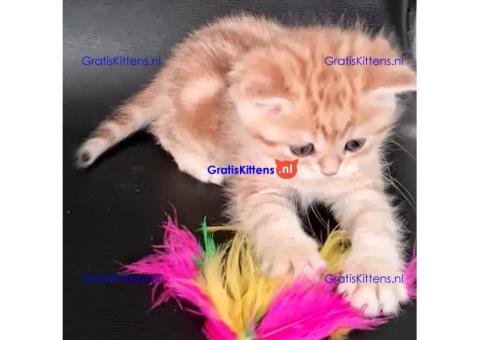 Cattery Kittens te koop €150 Whatsapp-nummer:+32 460224753