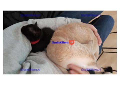 Cattery Kittens te koop €150 Whatsapp-nummer:+32 460224753