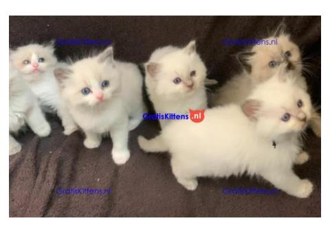 Cattery Kittens te koop €150 Whatsapp-nummer:+32 460224753