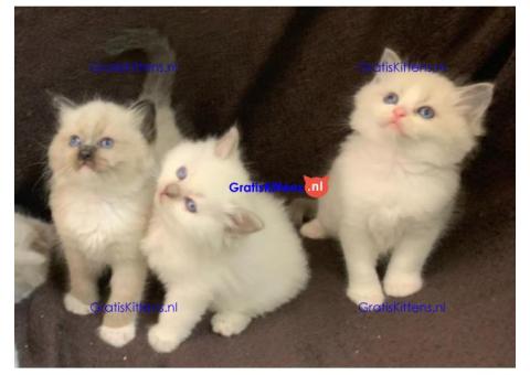 Cattery Kittens te koop €150 Whatsapp-nummer:+32 460224753