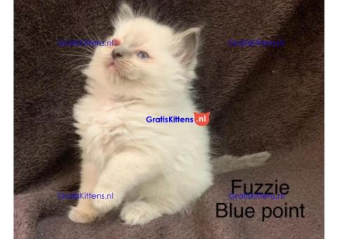 Cattery Kittens te koop €150 Whatsapp-nummer:+32 460224753