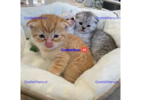 Cattery Kittens te koop €150 Whatsapp-nummer:+32 460224753