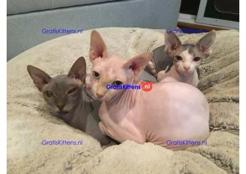 Cattery Kittens te koop €150 Whatsapp-nummer:+32 460224753