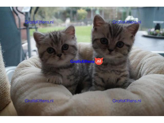 Britse Korthaar/Scottish Fold Blauw en Lilac kitten €150 Whatsapp-nummer: +32 460224753