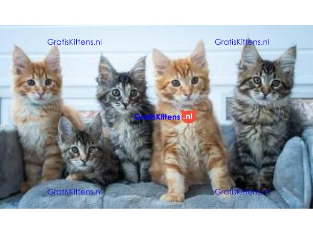 Schattige Maine Coon-kittens momenteel verkrijgbaar