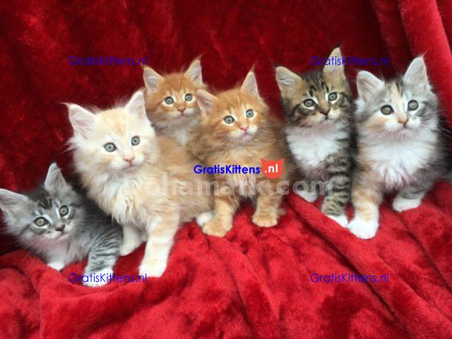 Schattige Maine Coon-kittens momenteel verkrijgbaar