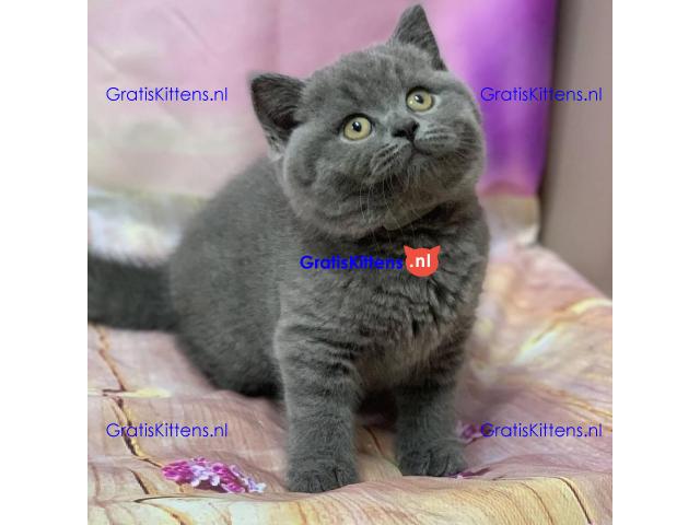 Britse Korthaar/Scottish Fold Blauw en Lilac kitten €150 Whatsapp-nummer: +32 460224753