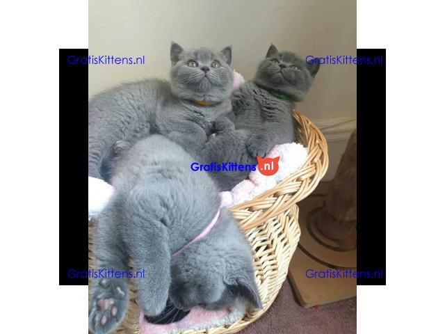 Britse Korthaar/Scottish Fold Blauw en Lilac kitten €150 Whatsapp-nummer: +32 460224753