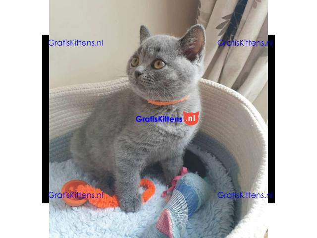 Britse Korthaar/Scottish Fold Blauw en Lilac kitten €150 Whatsapp-nummer: +32 460224753