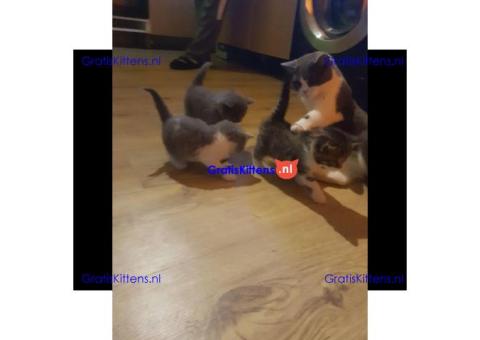 Mooie Britse Korthaar Kittens.