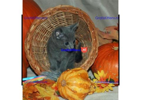 prachtige Russisch blauwe kittens