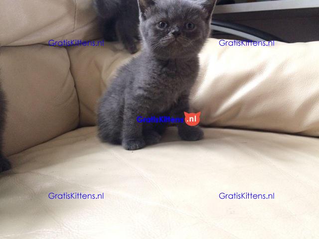 Scottish Fold Kittens.