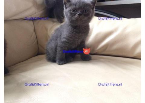 Scottish Fold Kittens.